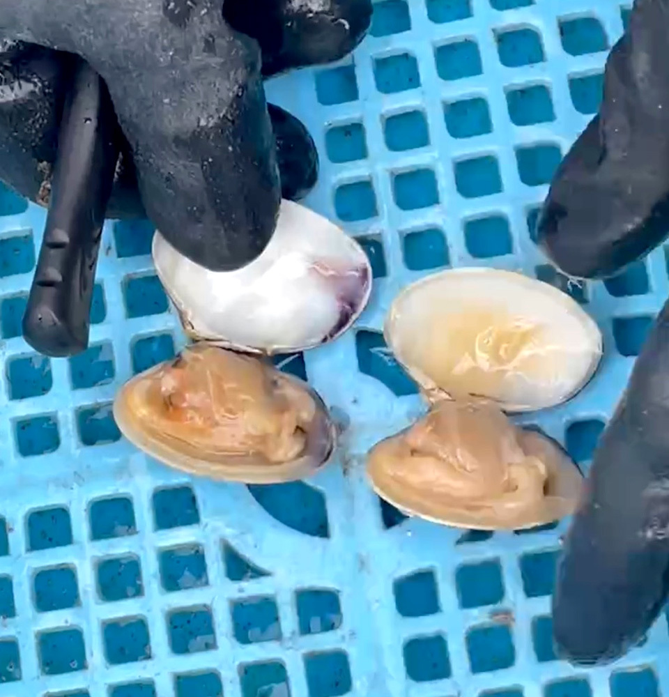 垂下あさりと天然アサリの違い